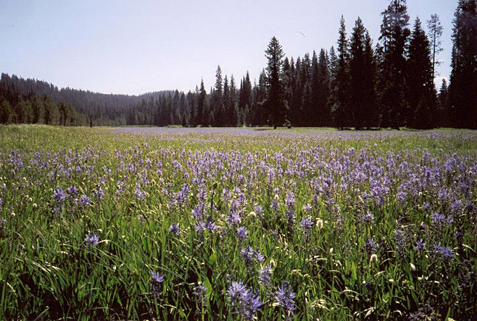 Packer Meadows full of purple camas blossoms in a mountain meadow