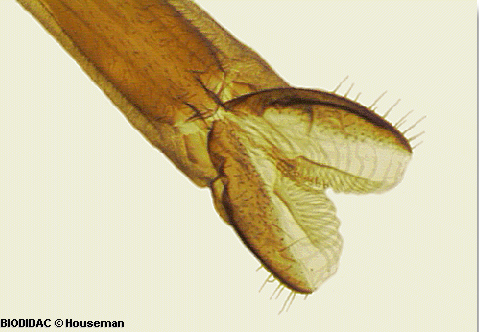 Microscopic photo of the end of a mosquito probiscus