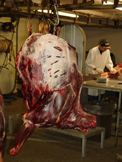 Large hunks of raw meat hanging from a hook