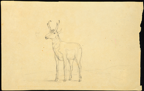Pronghorn