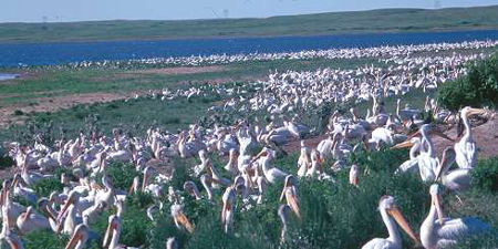 A large flock of birds on the river shore
