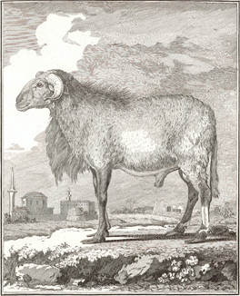 argali: an early scientific drawing