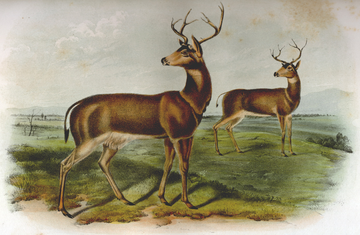19th Century scientific illustration of the Columbia black-Tailed deer