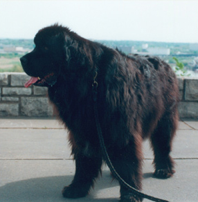 Huge dog with long black fur