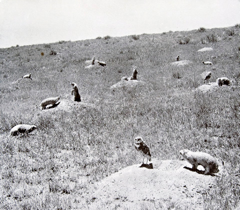 Early photo a prairie dogs and three pygmy owls