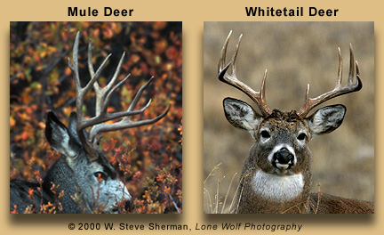 Antlers, mule deer and whitetail deer, compared