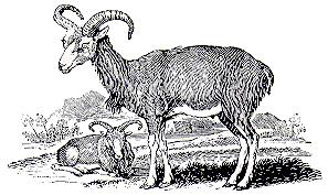 Anderson's argali