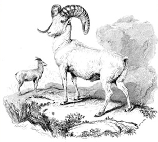 19th-century scientific illustration of the bighorn sheep