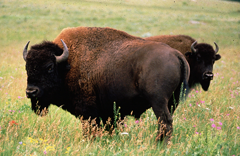 Two bulls