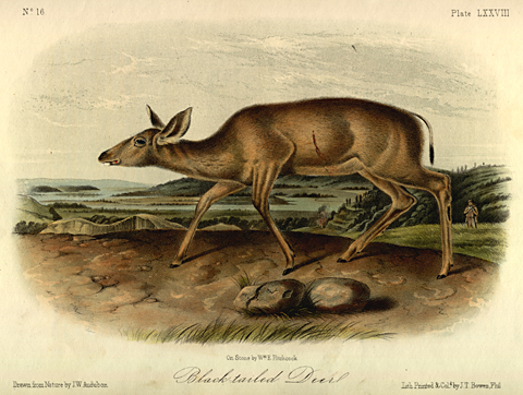 Audubon