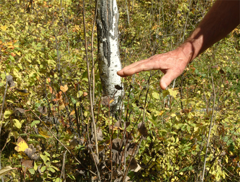 brush with tops missing