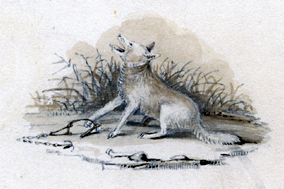 A small coyote howling at the sky