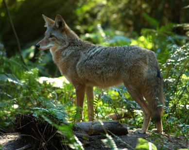 coyote with sharp pointed ears in the forest