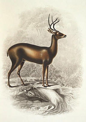 Columbian blacktail