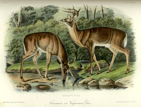 Audubon, whitetail fawn