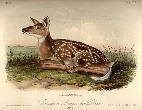 Audubon, whitetail fawn