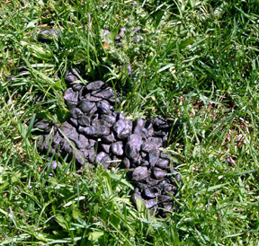 a pile of Elk poo described below