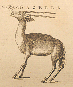scientific illustration of a deer-like animal with long horns