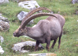 Alpine ibex, an animal with very long horns