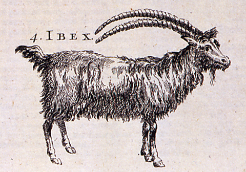 ibex from Owen's
