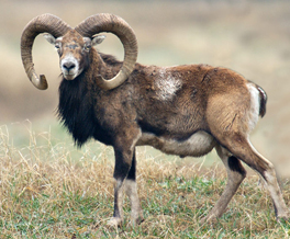 sheep like mammal with large curve horns