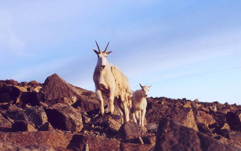 Two sheep with long white fur