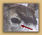 close-up of a deer's eye