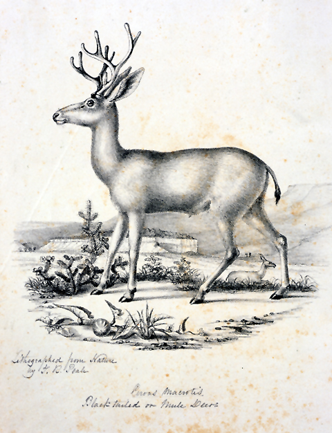 Peale's mule deer