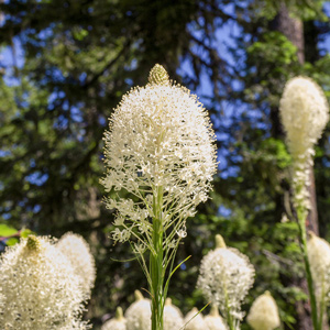 Tall stalks with large white inflorescences