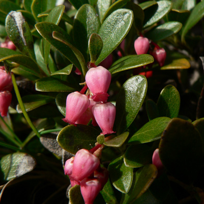 small pink blooms of the bearberry plant