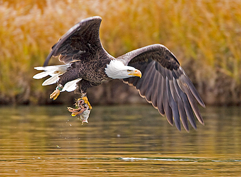 bald eagle—Steve Sherman