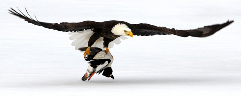 bald eagle—Kurt Wilson photo