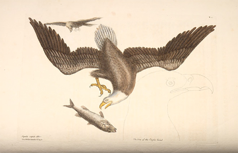 Catesby's bald eagle