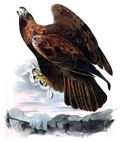 scientific painting of a large, dark eagle clasping a white rabbit