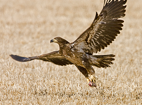 golden eagle—Sherman photo