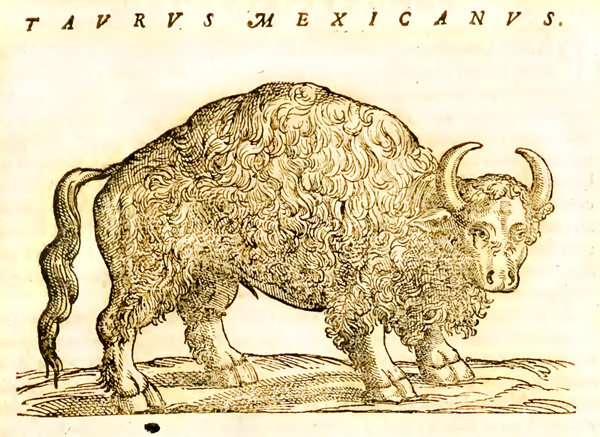 hernandez, mexican bull