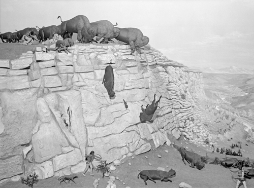 Indians drive bison from a cliff top