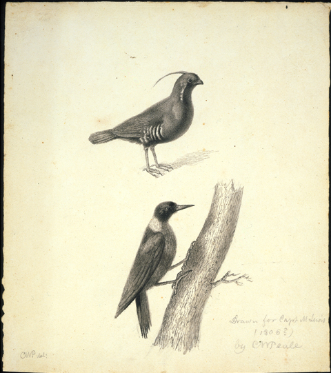 Scientific illustration of two birds