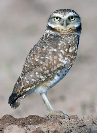 A small bird of prey stares intently at the camera