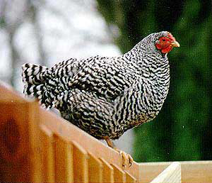 Fat chicken with black and white coloring