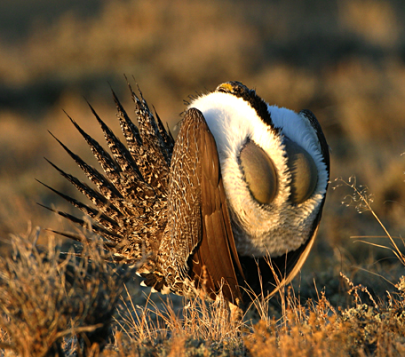 grouse in courtship dance