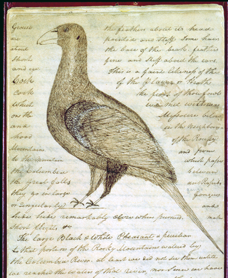 a page from a journal dominated by a drawing of a bird