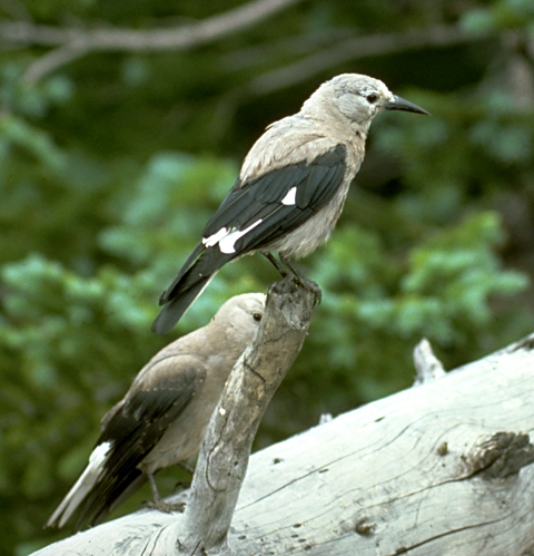 Two gray and black songbirds on a log