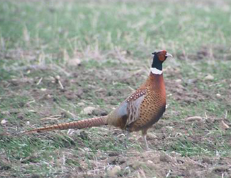 large game bird with a long tail and white ring around its neck