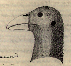 Large-headed bird