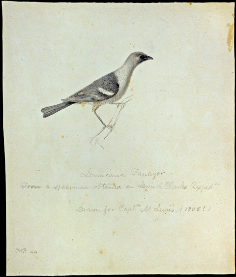 scientific illustration of the Western Tanager