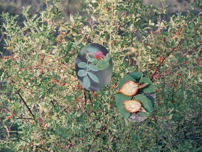 wild roses and hips