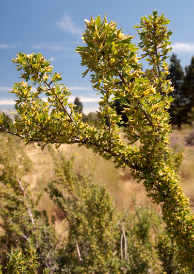 antelope bitterbrush with bright green tentacles
