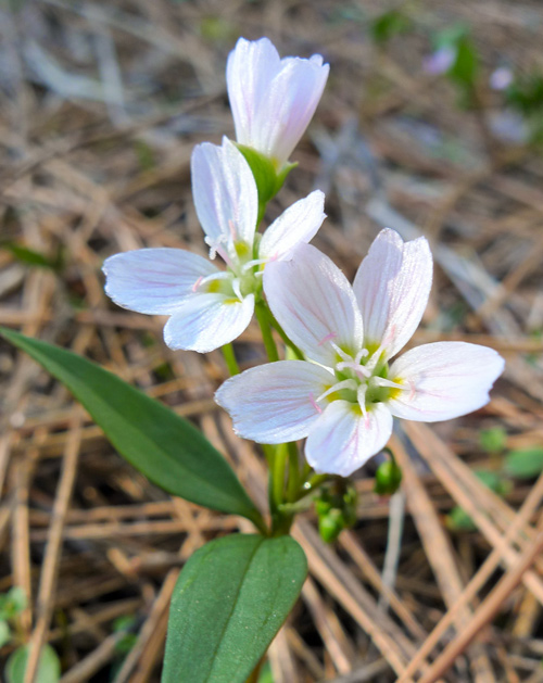 Plant with 5 purple petals