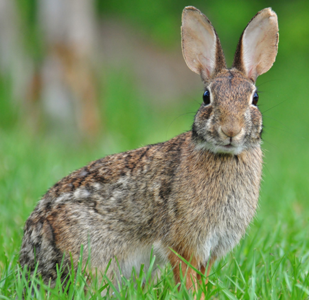 Cute rabbit staring at the camera